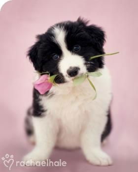 Белла Джонс