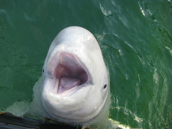 Александр Дружинин