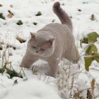 Наталья Подъячева