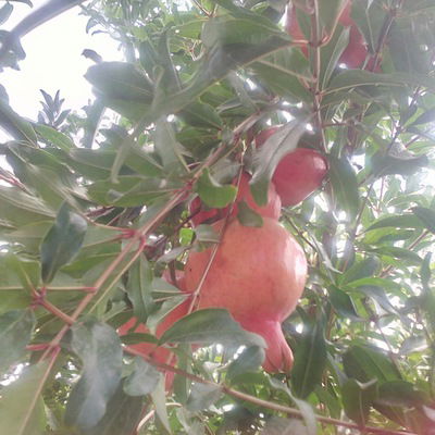 Валентина Артеева