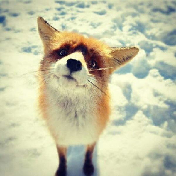 Андрей Синькевич