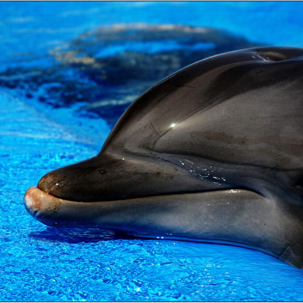 Максим Арбузов