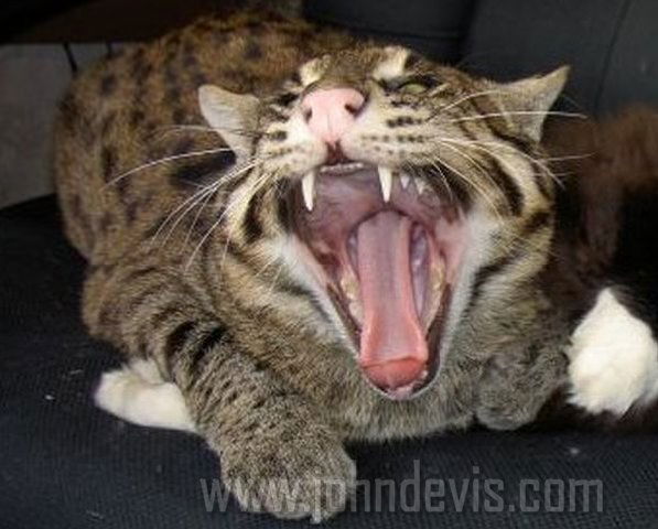 Владимир Бондаренко