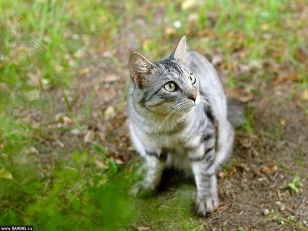 Майя Сопова