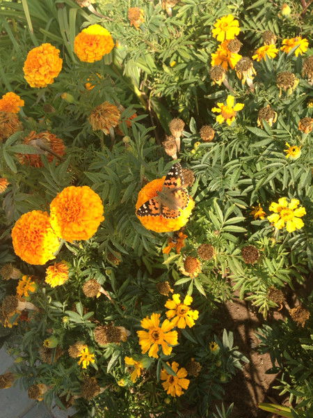 Елена Чаленко