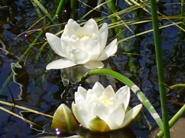 Юлия Орлова