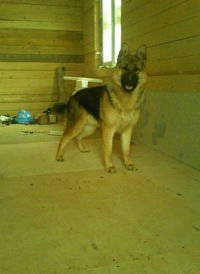 Ирина Рожина