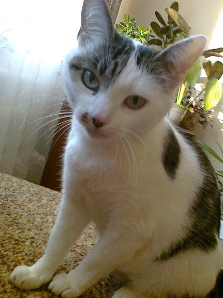 Анфиса Лукьянова