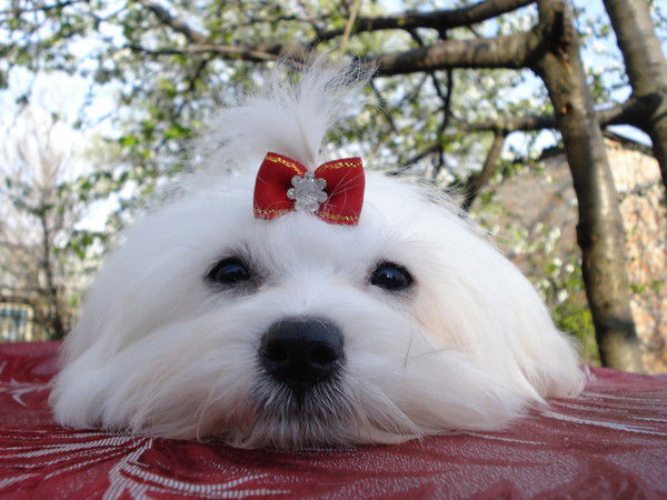 Инна Мазаненко