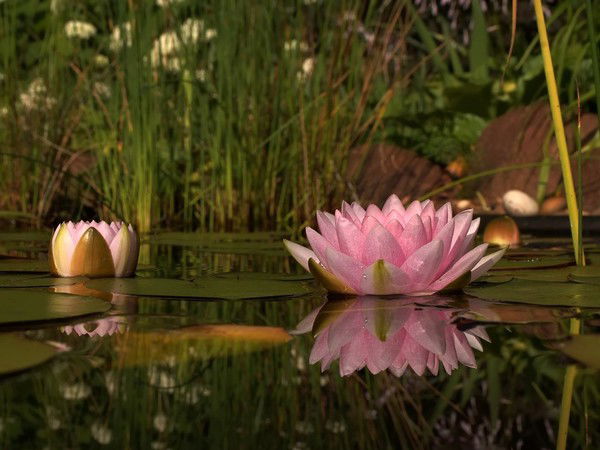 Светлана Касьян