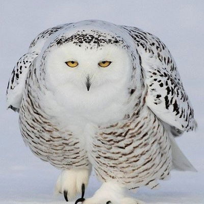 Александр Нестеренко