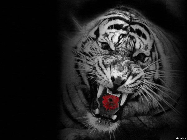 Толя Воробьев