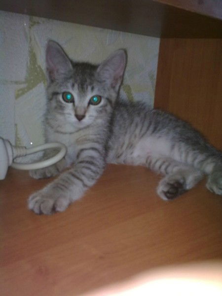 Лариса Никульшина