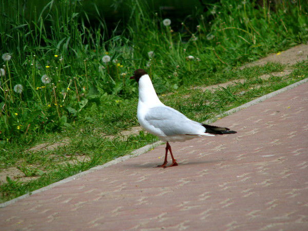 Елена Артамошина