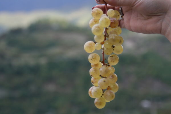 Stepane Mepistsveridze