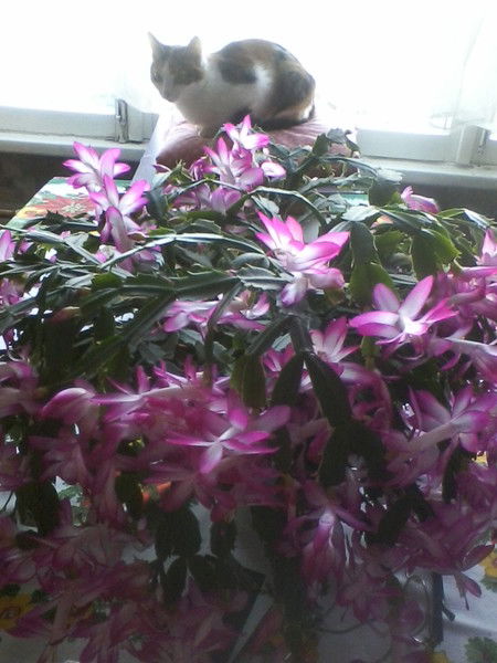 Людмила Винокурова