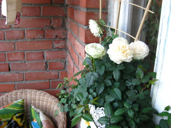 Леонора Оспанова