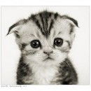 Александр Коршиков