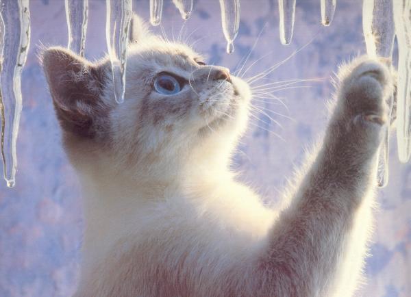 Алена Голубева