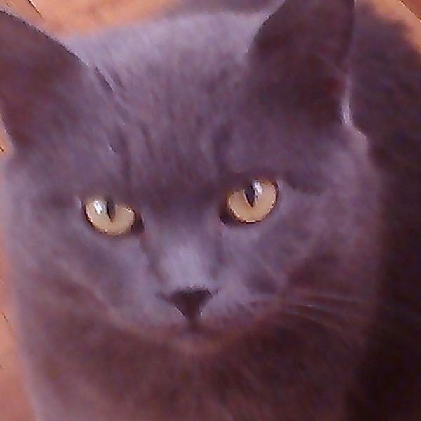 Светлана Лашина