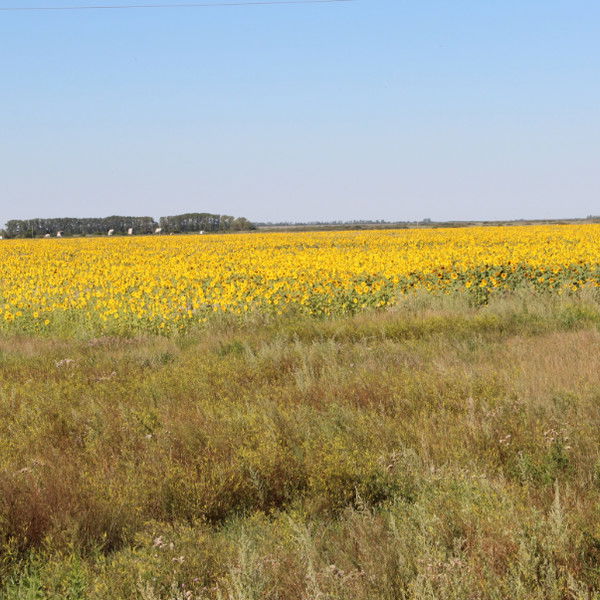 Елена Астахова