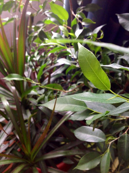 Елена Булыгина