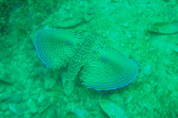 Сергей Корноухов