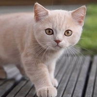 Саша Воеводин