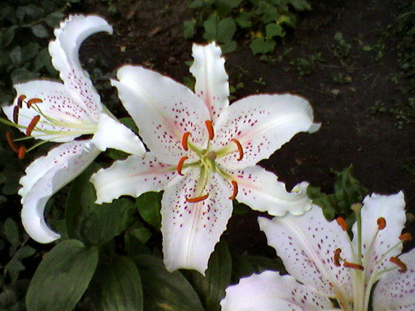 Наталі Козирева