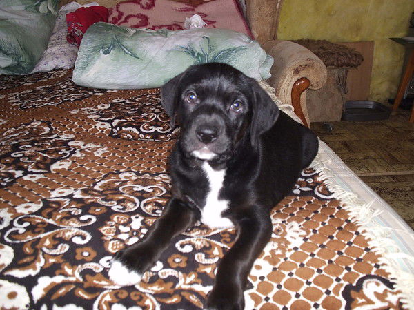 Александр Саливанов