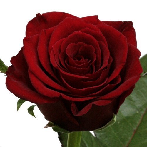 Ася Бациева