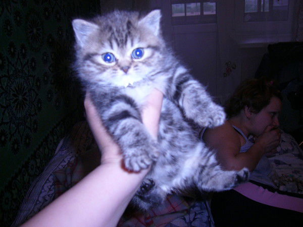 Флавия Сильвия