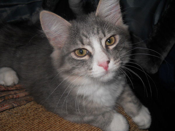 Валерий Шестаков