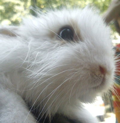 Арнелла Дзеранова