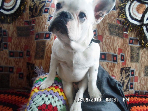 Сергей Комаров