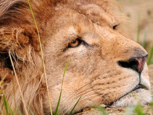 Александр Кузнецов