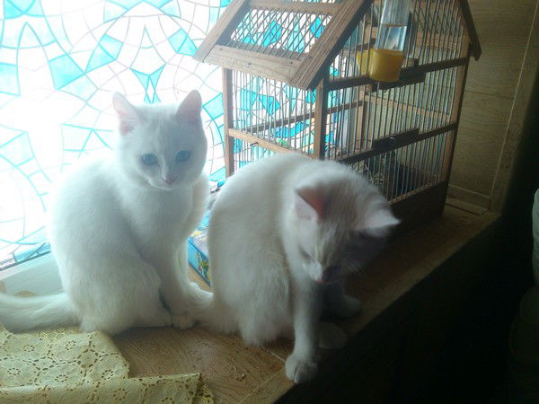 Сергей Михайловский