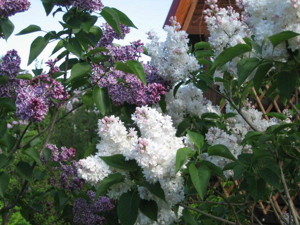 Полина Тимм