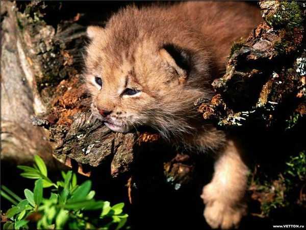 Дмитрий Иванович