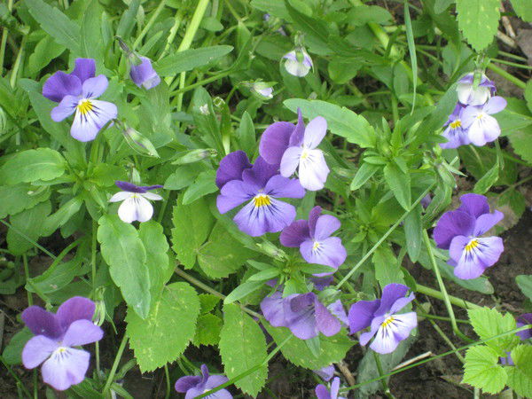 Татьяна Дроздова