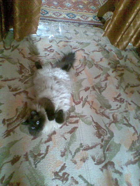 Саша Попова-Алексанина