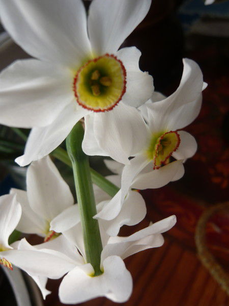 Анна Севостьянова