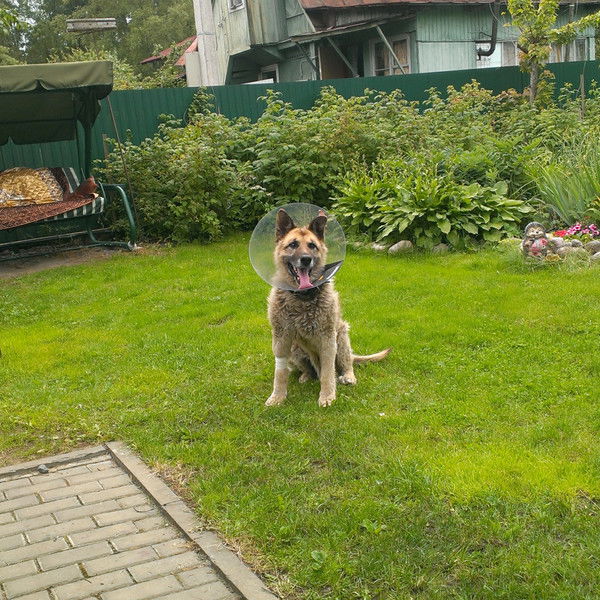 Дмитрий Высоков