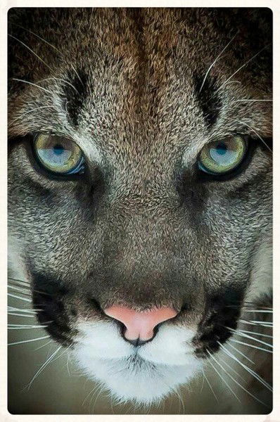 Елена Гашкова