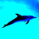 Dolphin