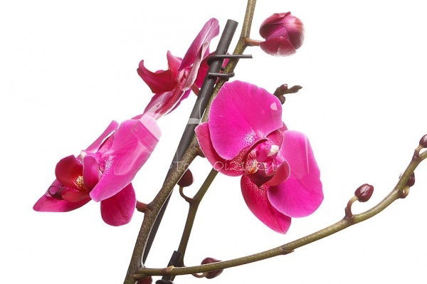 Рокия Аголетдинова