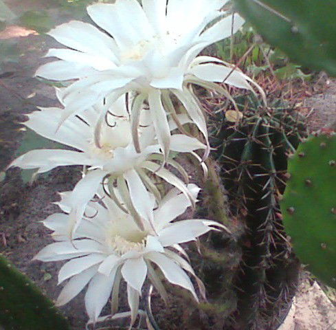 Роман Романов