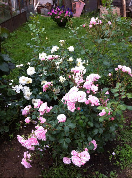 Ольга Хисамова