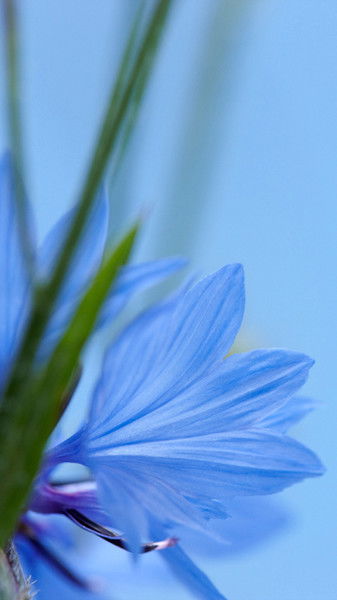 Бурулча Исаева