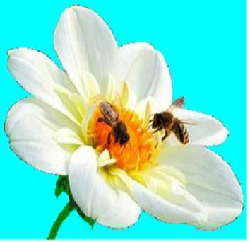 Халида Ахметова